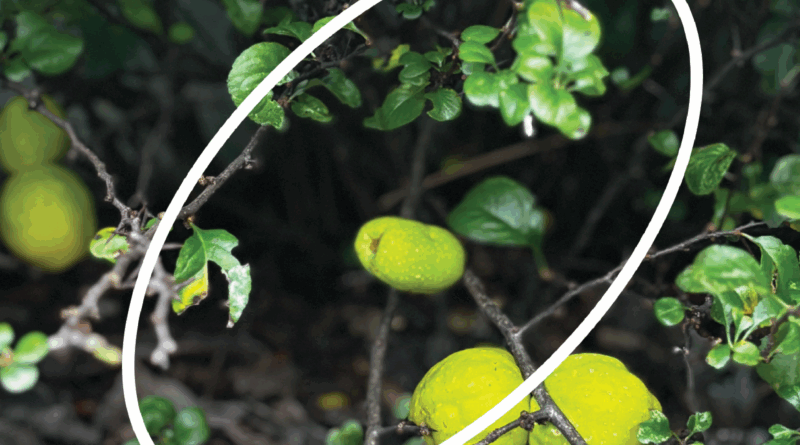 Jamito – Falling / Radio Alhara, Liber[té] Oct 2025